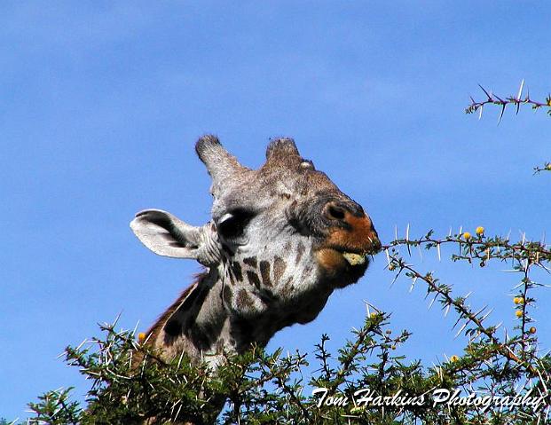 A prickly breakfast.jpg